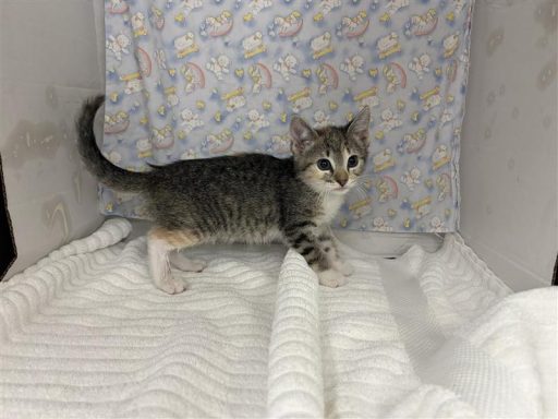Female brown and tabby kitten sitting in kennel on a towel
