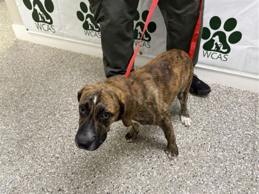 mixed breed female 12 week old puppy brindle in color