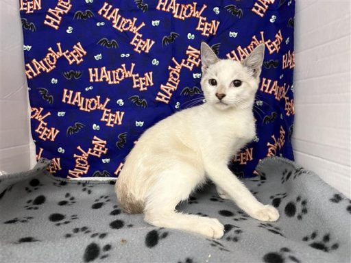 white siamese male cat