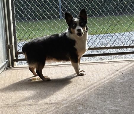 Black and white female dog sitting in kennel