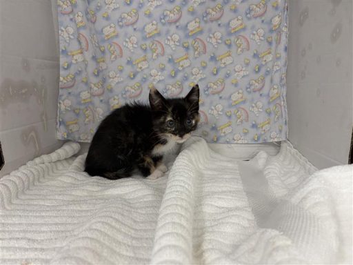 Brown and tabby female cat sitting in kennel, on a towel.