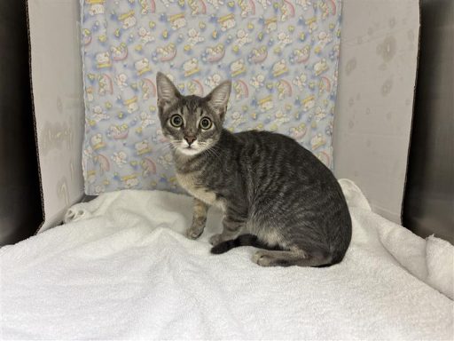 Grey male cat sitting in kennel on a towel