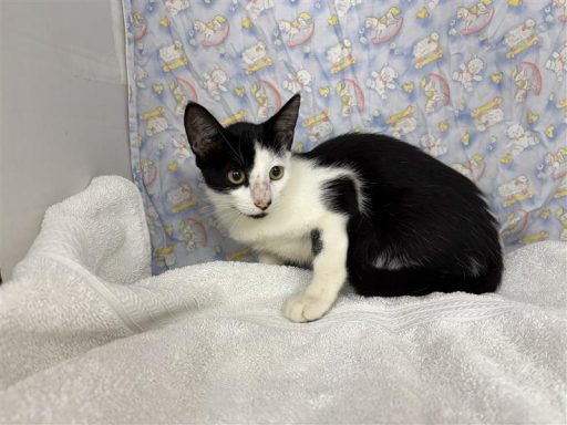 White and black female cat sitting in kennel on a towel