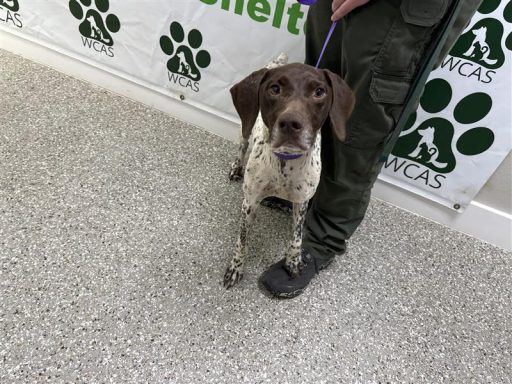 Brown and white female dog standing in hallway on a leash