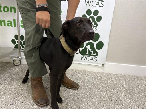 Black and white male dog sitting in hallway on a leash