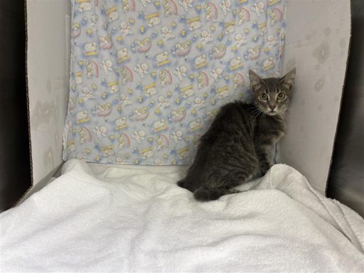 Grey and Tabby male cat sitting in kennel on a towel