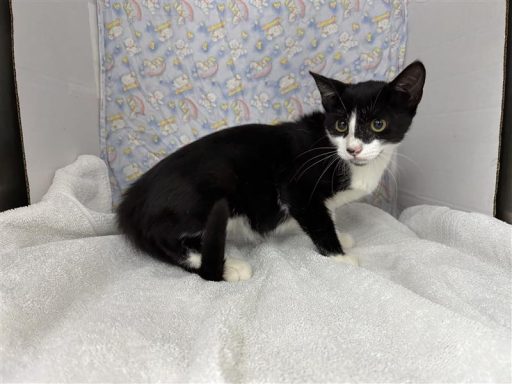 Black and white kitten sitting in kennel on a towel