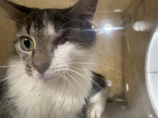 Calico, white female cat sitting in kennel box