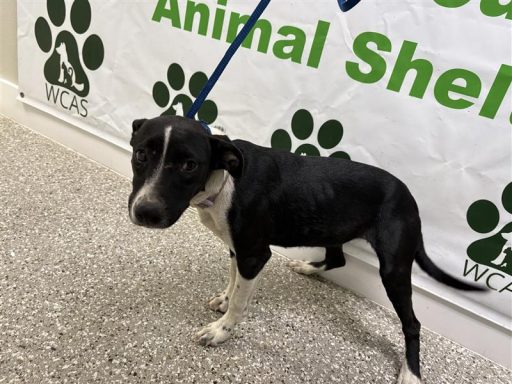 Black and white female dog standing in hallway on a leash