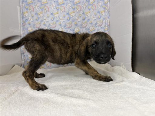 Brindle female dog sitting in kennel on a towel
