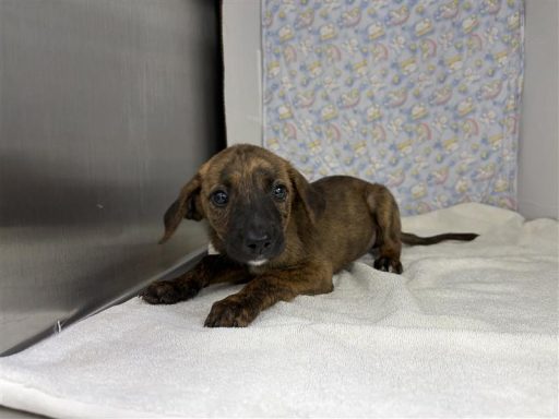brindle mixed breed female puppy