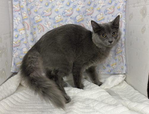 Grey medium haired cat sitting in kennel