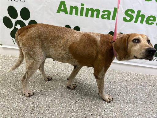 Red and white colored female hound dog standing in hallway on a leash