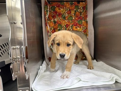 Brown and brindle male puppy sitting in a kennel on a towel