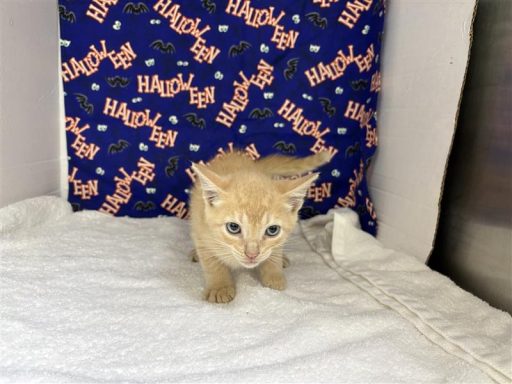 Male kitten sitting in kennel on a towel
