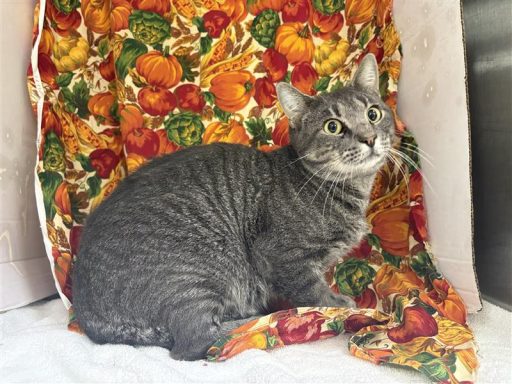 A male tabby cat sitting in kennel on a towel