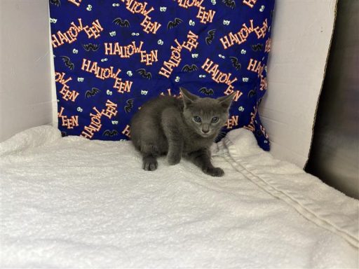 A male grey kitten sitting in kennel on a towel