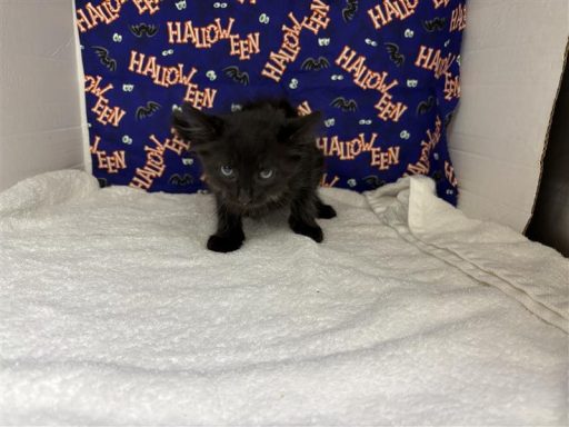 A female kitten sitting in kennel on a towel