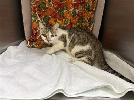 Tabby and white male cat sitting in kennel on a towel