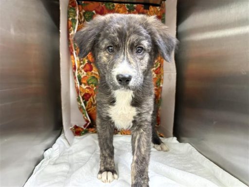 Brown and black male sitting in kennel