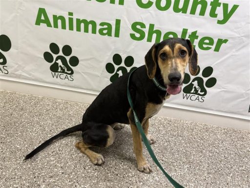 tri color female hound mix