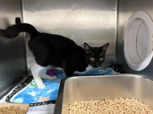 Black and white cat sitting in kennel on a blanket