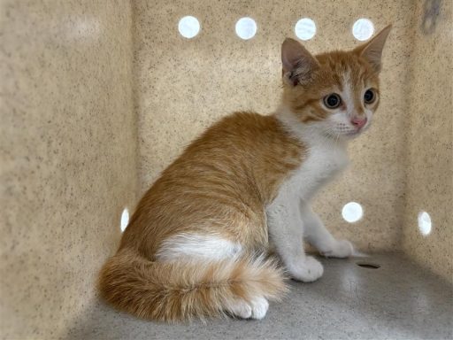 A white and yellow colored cat sitting in kennel box