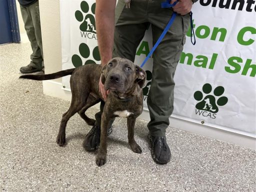 Grey and brindle male dog standing in hallway on a leash
