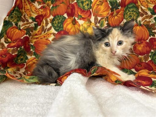 White and calico female cat sitting in kennel on a towel
