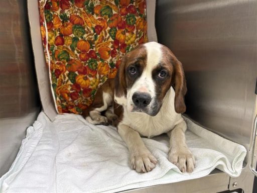 Brown and white male puppy sitting in kennel on a towel