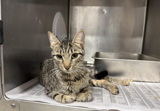 A tabby female cat laying in kennel on newspaper