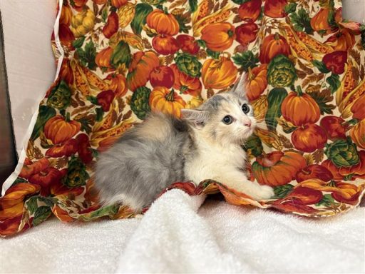 White and calico female cat sitting in kennel on a towel