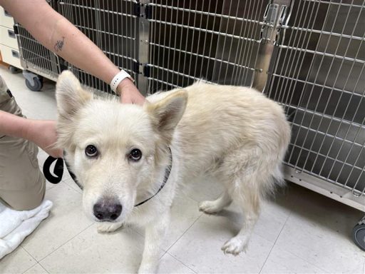 White colored female dog standing on floor on a leash