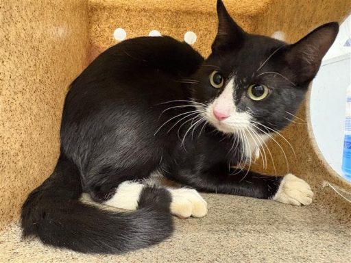black and white colored cat sitting in kennel box