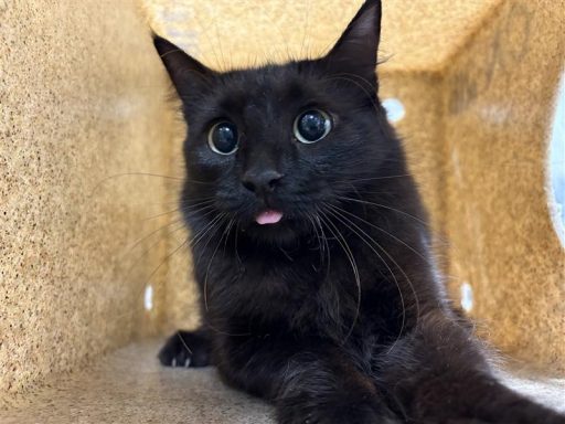 Black female cat sitting in kennel box