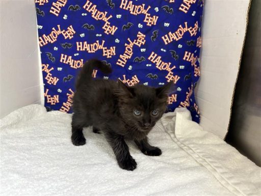 Male cat sitting in kennel on a towel