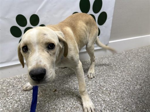 Tan and white male puppy standing in the hallway on a leash