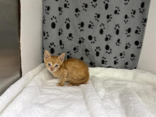 Orange and white female cat sitting in kennel on a towel