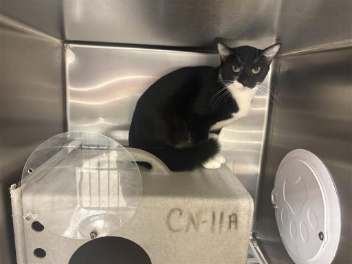 Black and whote cat sitting in kennel on top of kennel box
