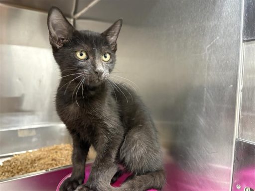 A female black kitten sitting in kennel