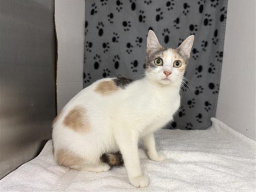 White and tabby female cat sitting in kennel on a towel