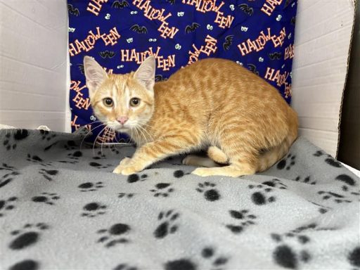 orange tabby male kitten