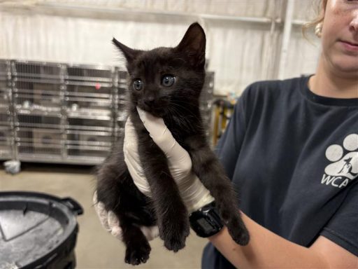 A black colored cat being held