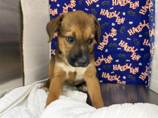 Black and tan female dog sitting in kennel on a towel