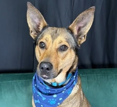 german shepherd mix