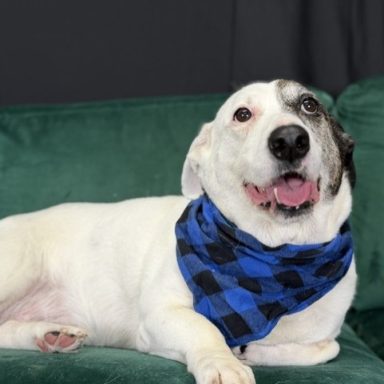 tri colored mixed breed short dog