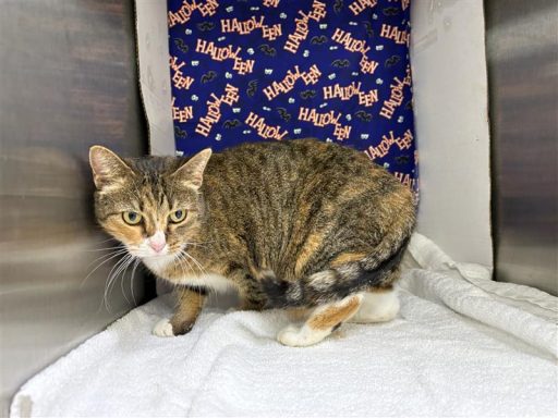 Tabby and calico female cat sitting in kennel on a towel