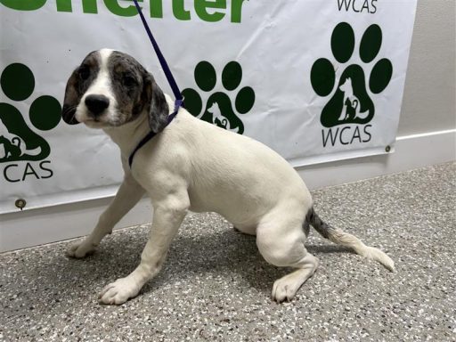 White and black female lab sitting in hallway on a leash
