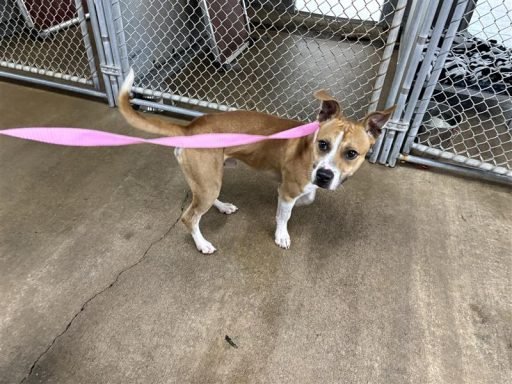 Tan and white male mixed breed