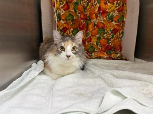 Calico and white female cat sitting in kennel on a towel